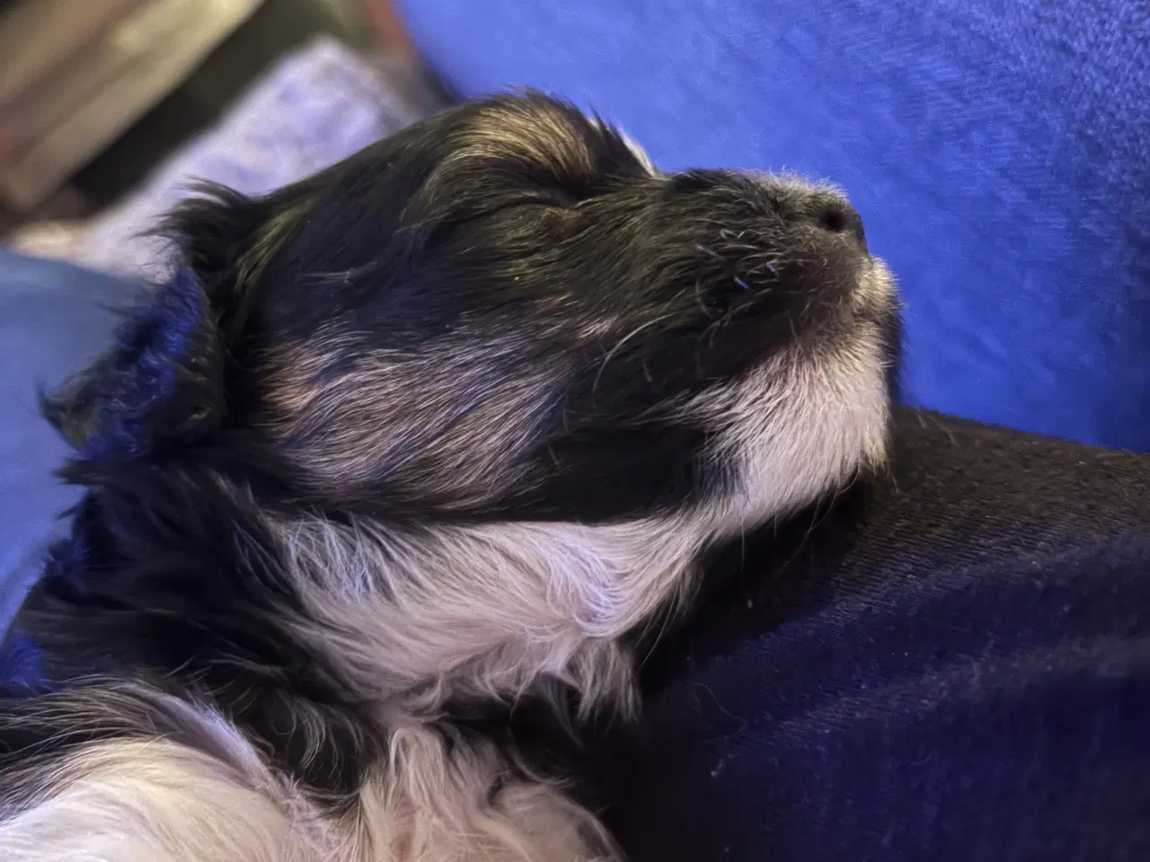 Billede 1 - Blandingsrace hundehvalp