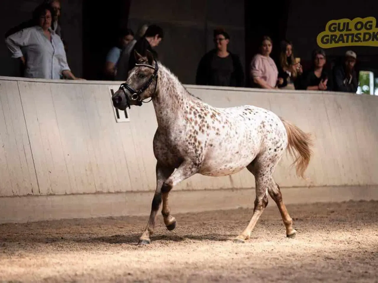 Billede 7 - 3èr pony hoppe