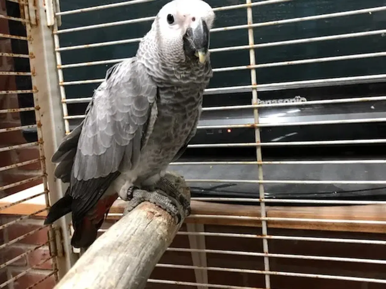 Billede 1 - 3 måneder Papagøje grå jaco Til salge. Total tam h