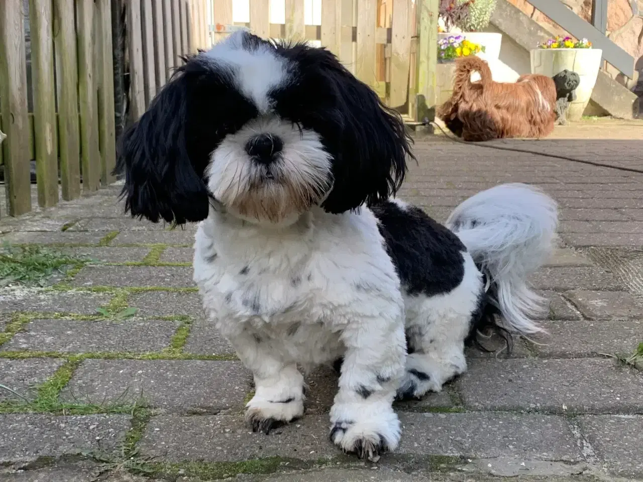 Billede 2 - Shih tzu (Han) 17 Mdr. Gammel