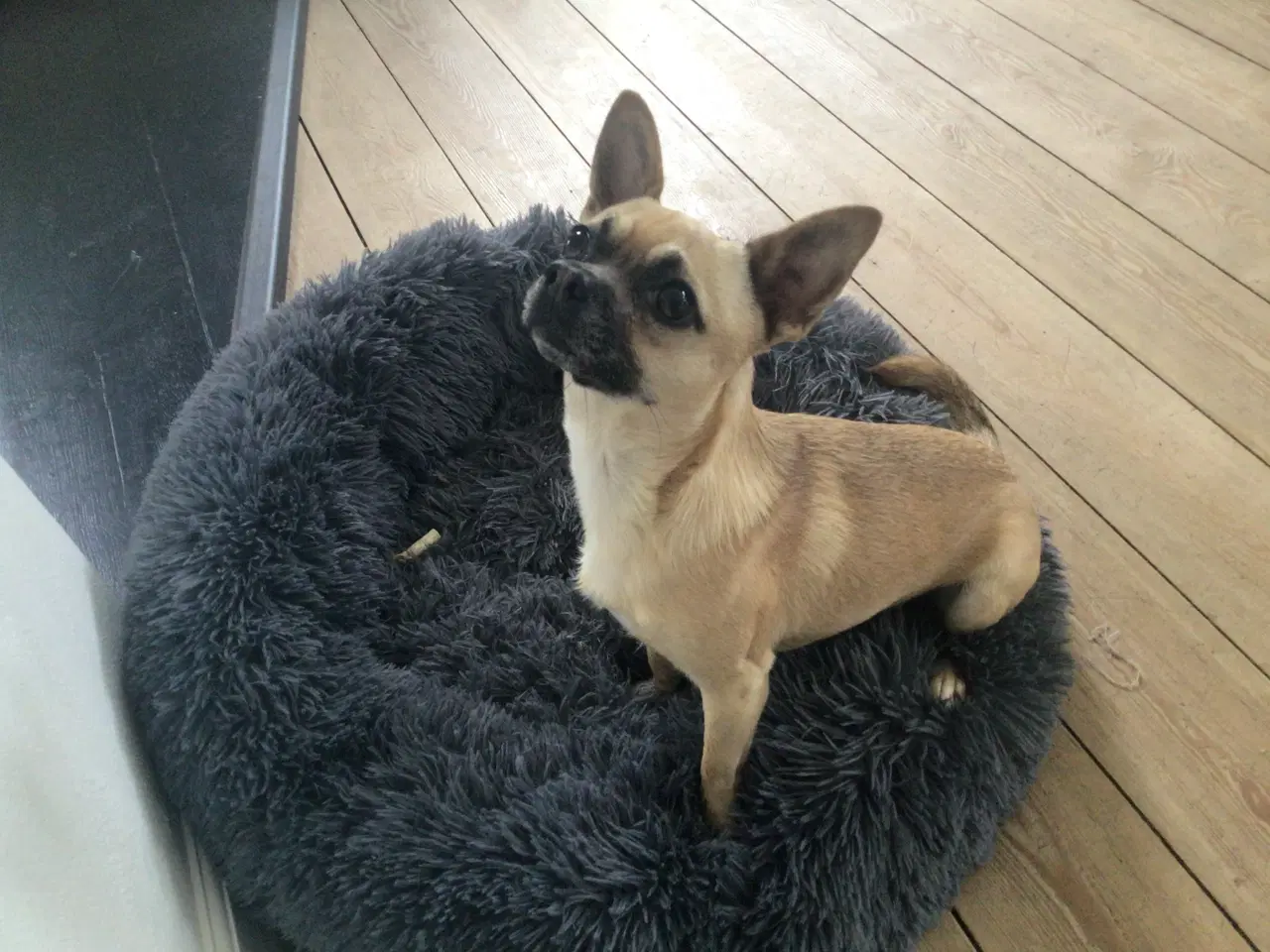 Billede 13 - Chihuahua hvalpe til salg