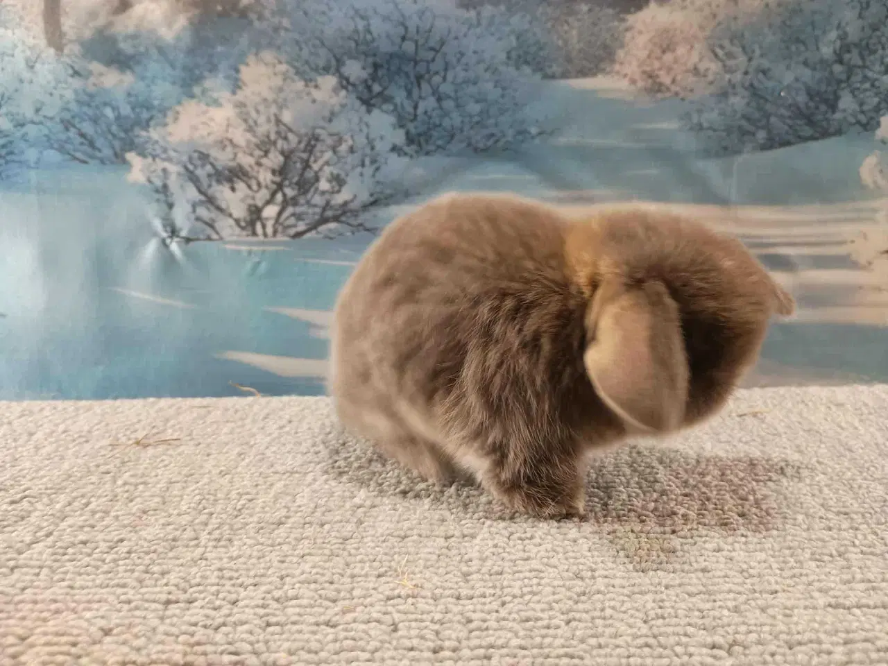 Billede 19 - Minilop pige, dværg kanin hun ung