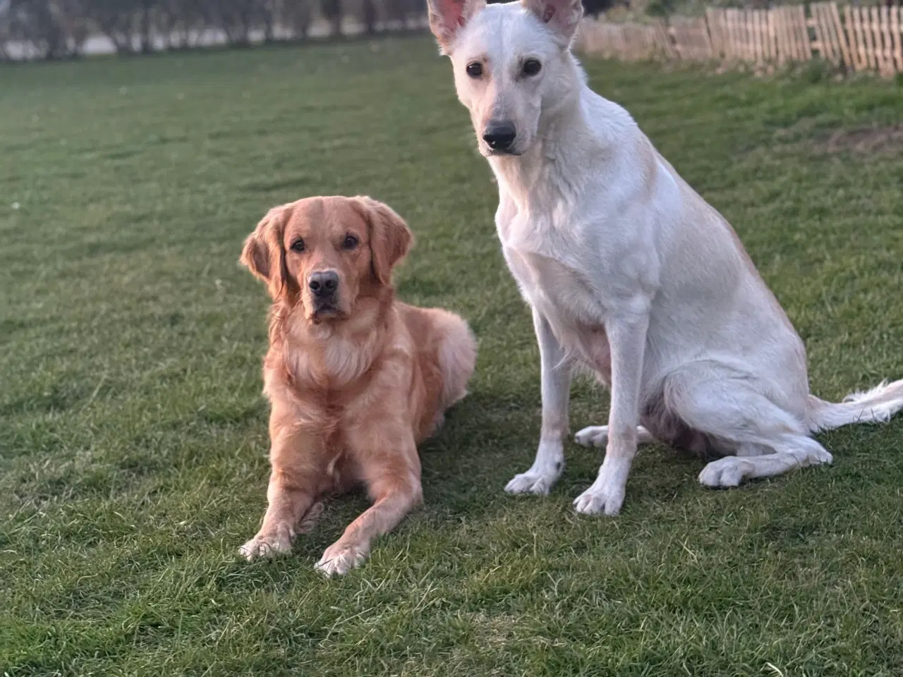 Billede 5 - Golden Retriever x Hvid Schæfer – Kun 2 tilbage 
