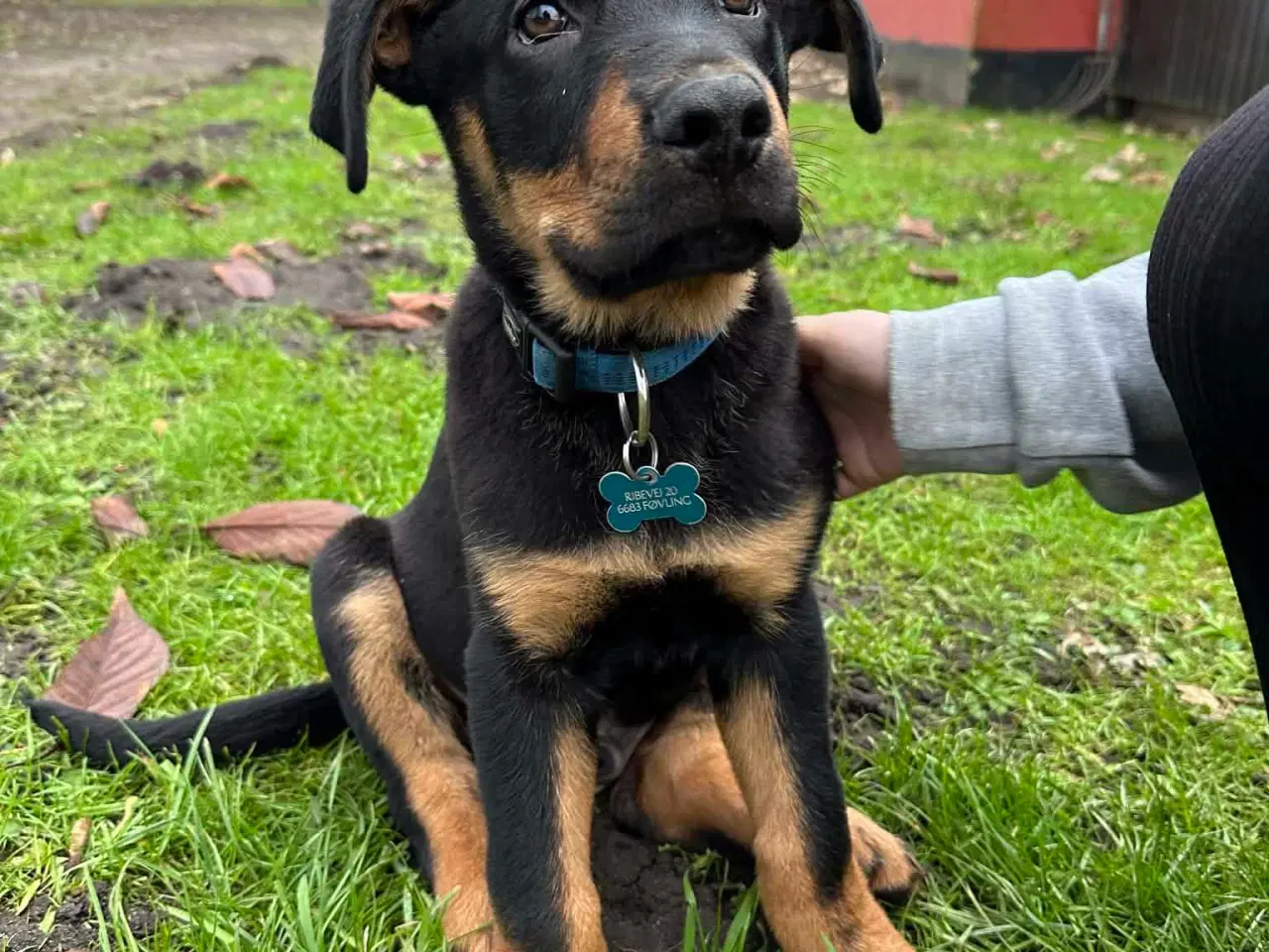 Billede 4 - Rottwailer/schæfer 