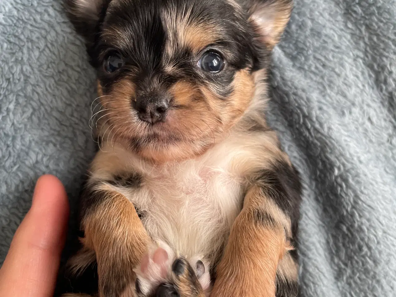 Billede 1 - Chihuahua 