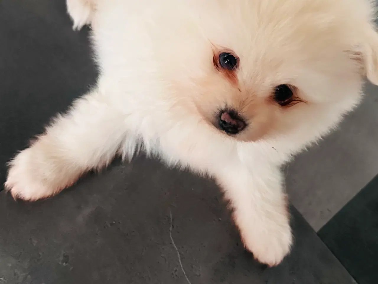 Billede 7 - Pomeranian 