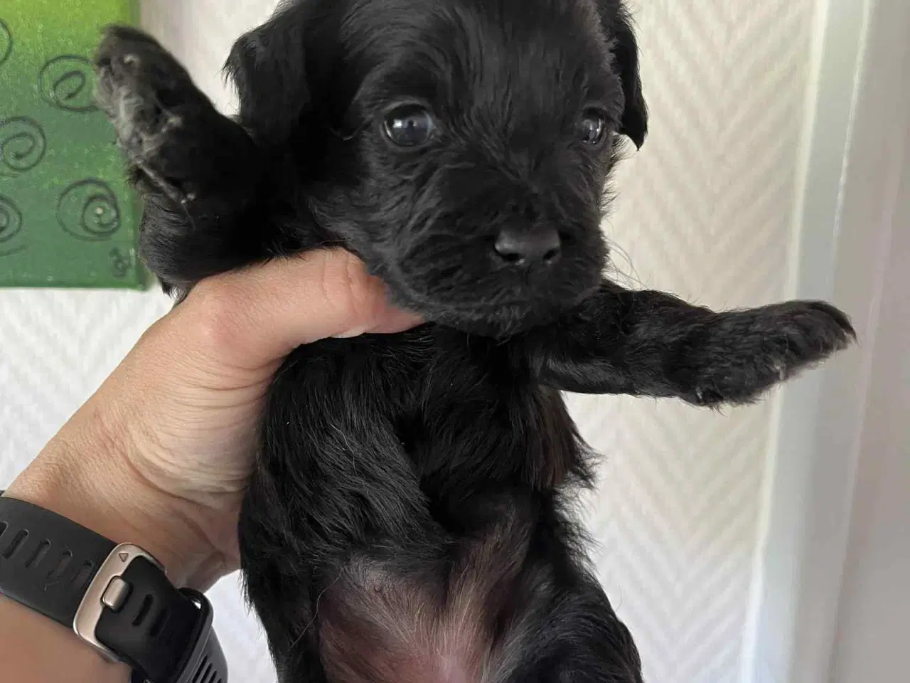 Billede 1 - Lhasa Apso blandings hvalpe