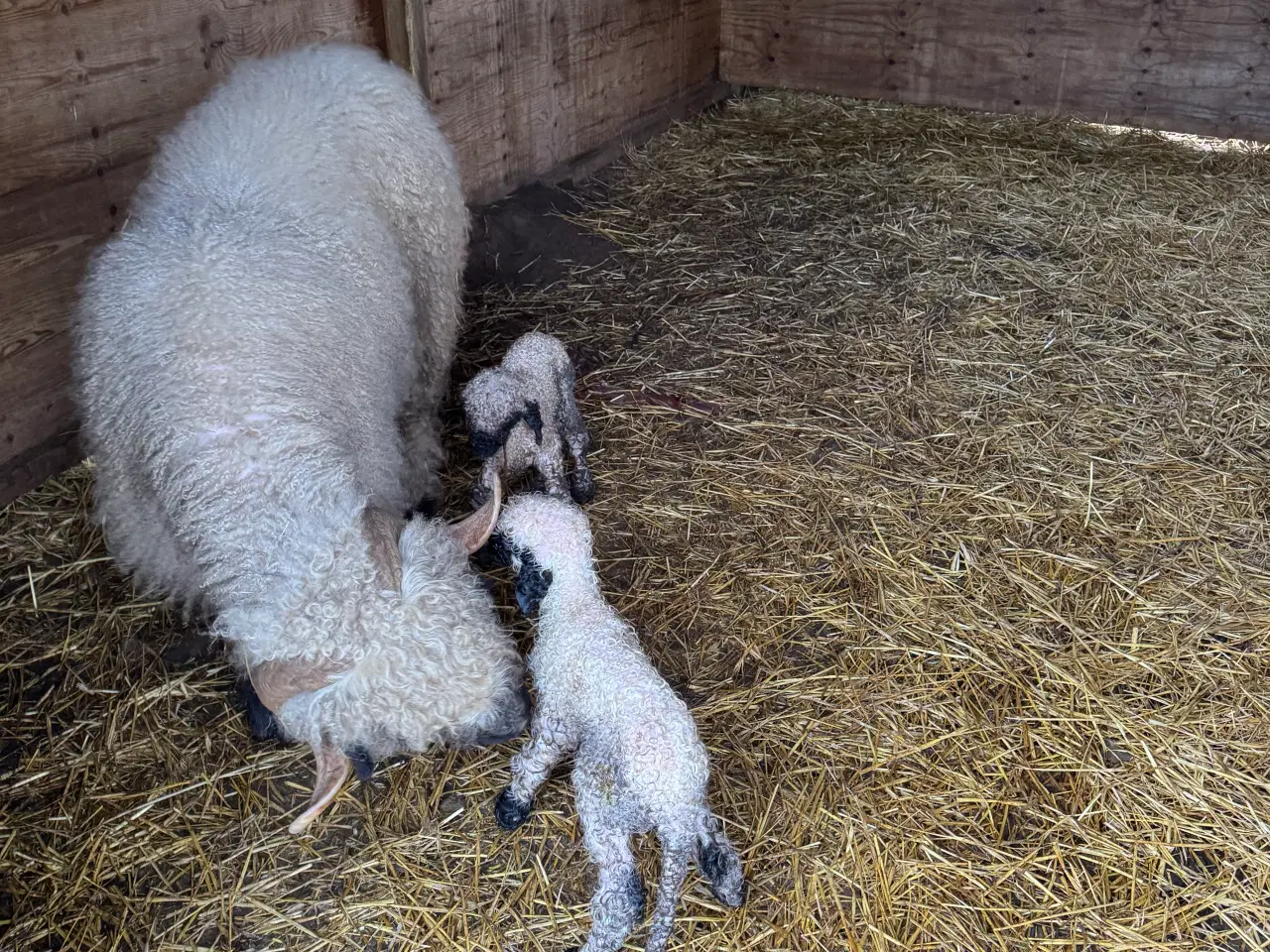 Billede 3 - Valais Blacknose vædderlam med M3 status