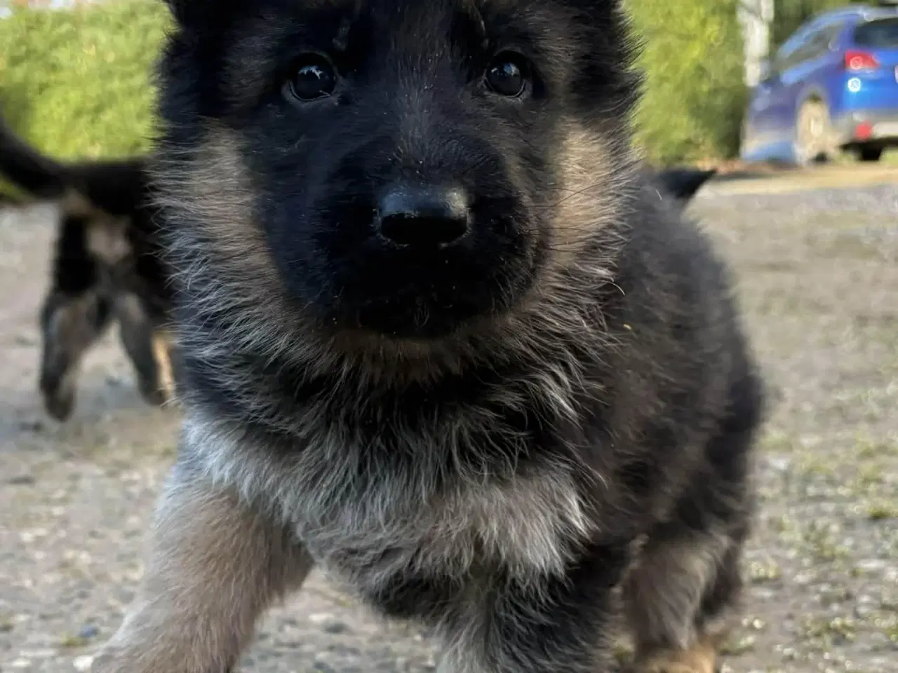 Billede 5 - Skønne schæferhvalpe