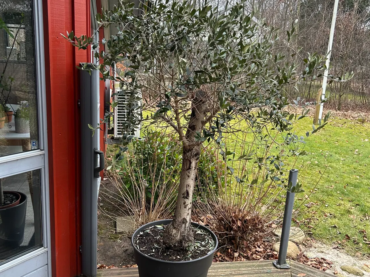 Billede 2 - Flot oliventræ 