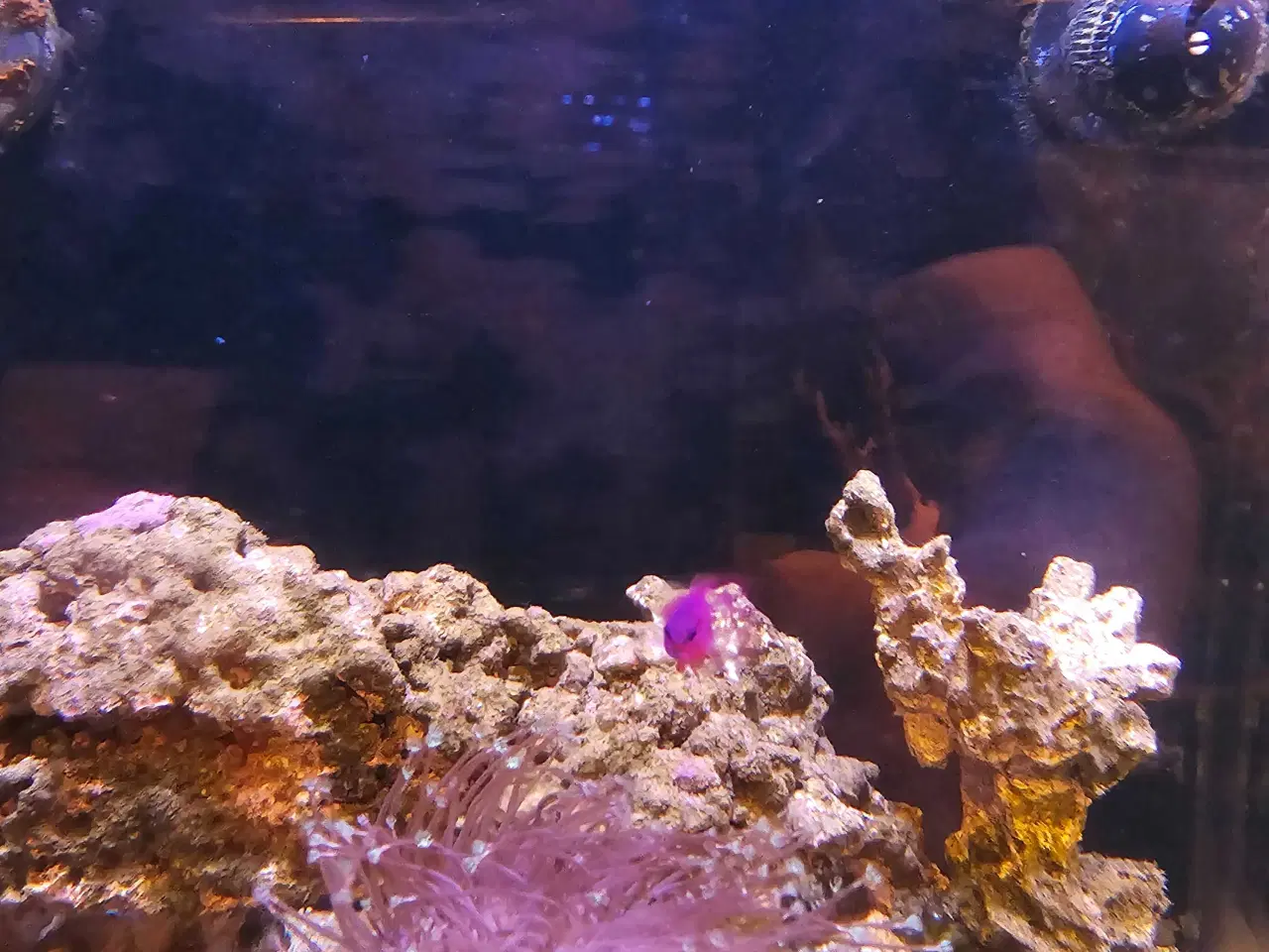 Billede 9 - Red Sea AIO 75 liter saltvandsakvarie