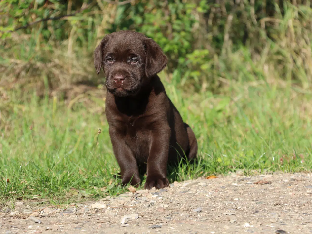 Billede 4 - Labrador