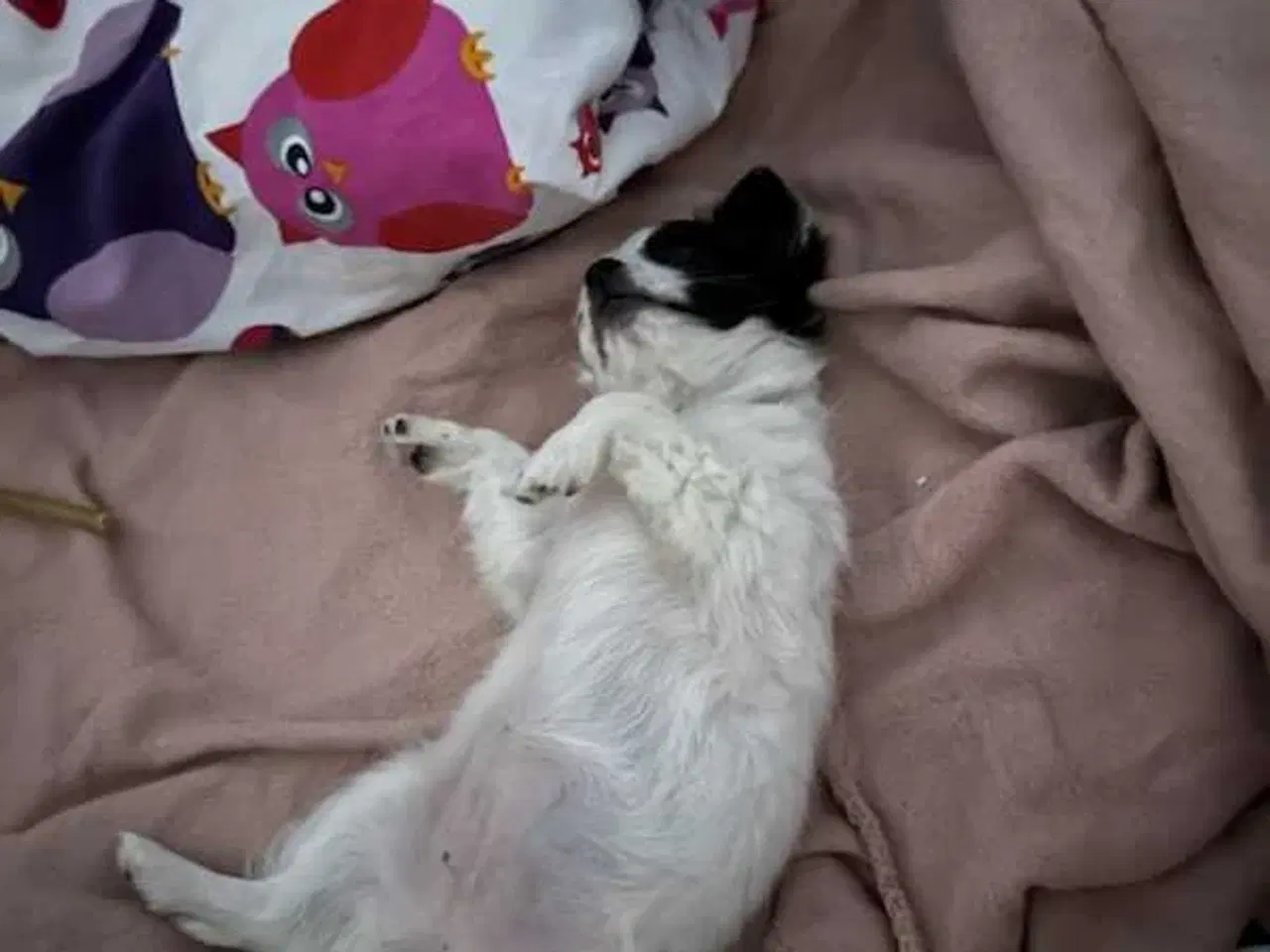 Billede 12 - Chihuahua pige 