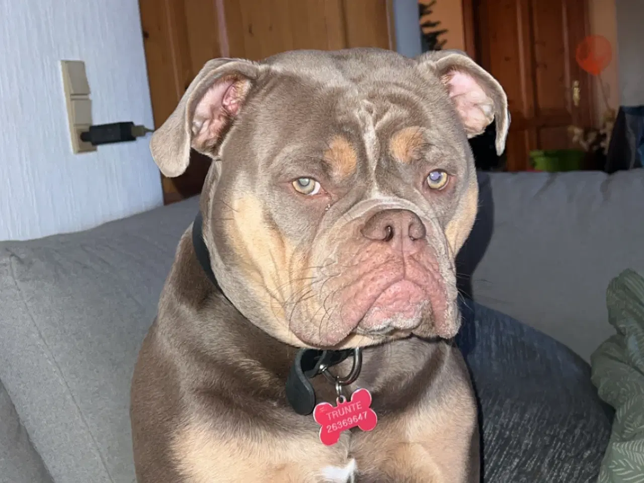 Billede 6 - Old english bulldog