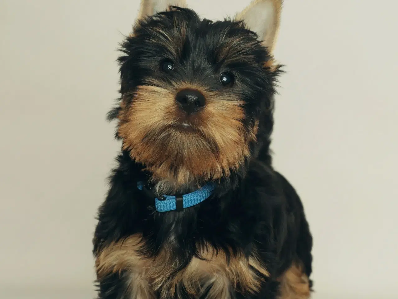 Billede 5 - Australian Silky Terrier hvalp