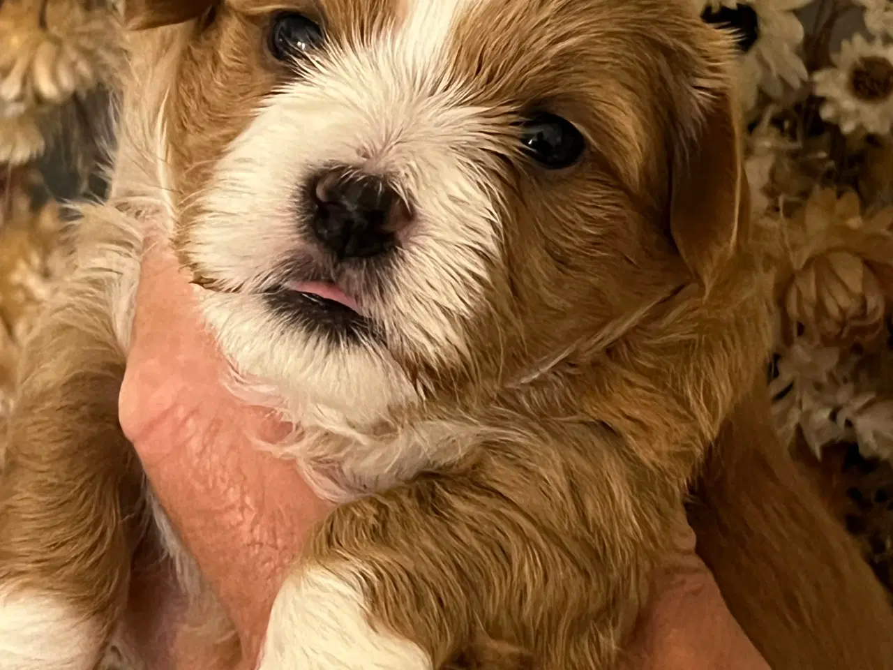 Billede 11 - 🧡Smukke & Søde Bichon Havanais 🧡