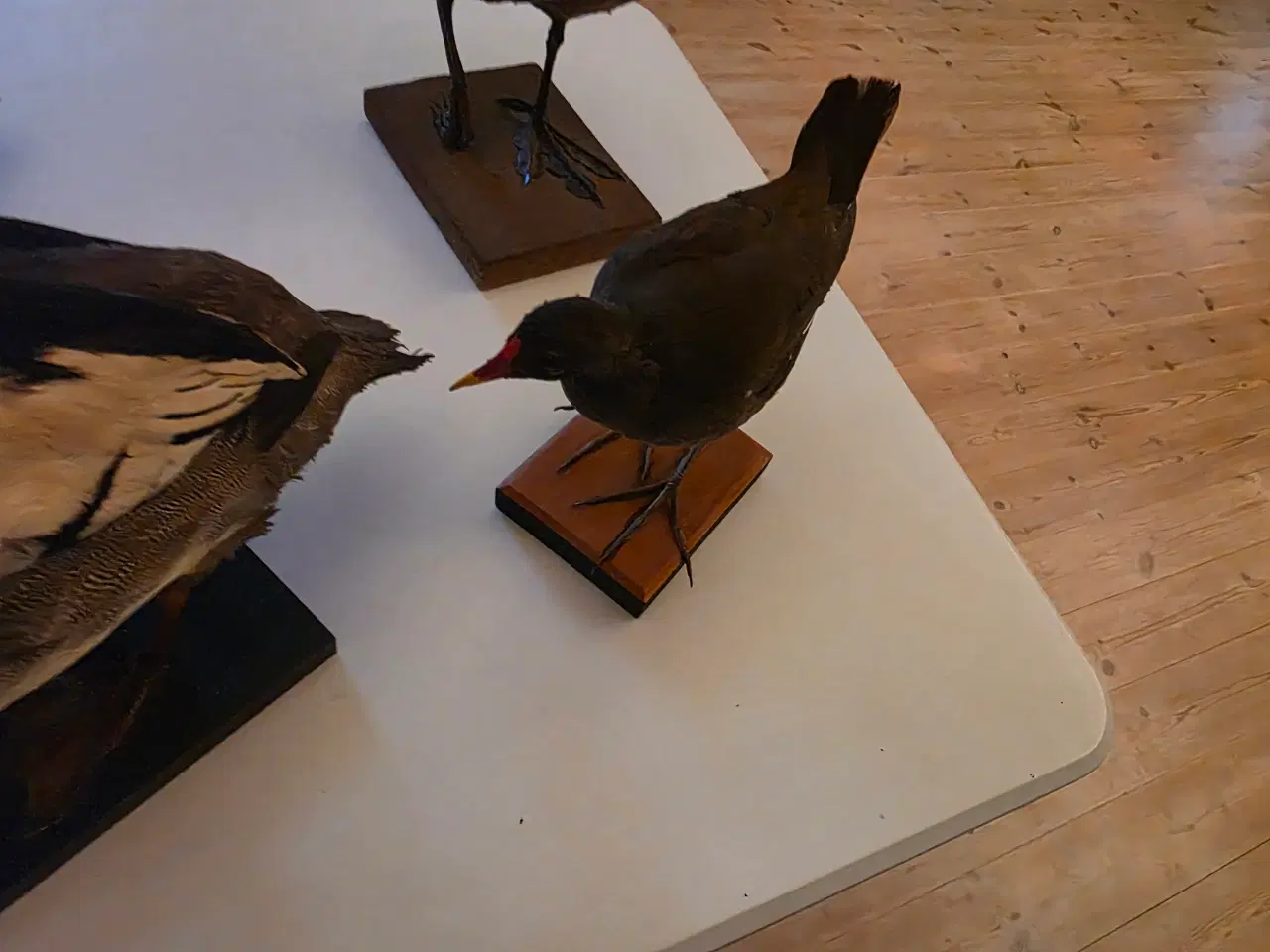 Billede 10 - Vandfugle sælges, enten samlet eller hver for sig