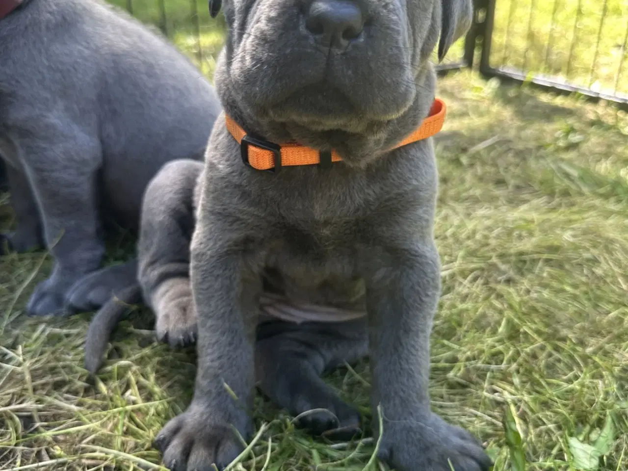 Billede 2 - cane corso Italiano