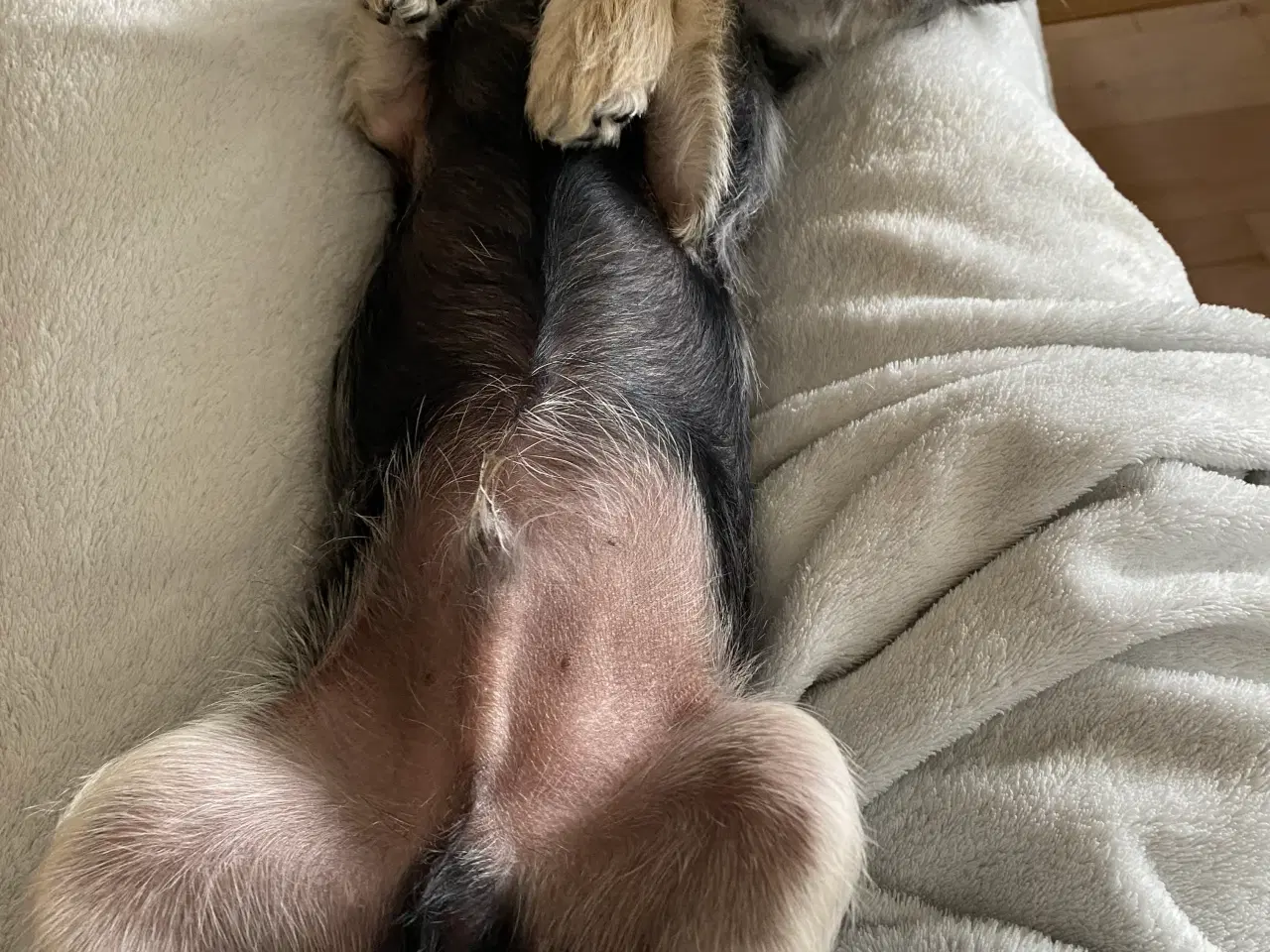 Billede 3 - Dejlig hundehvalp sælges 