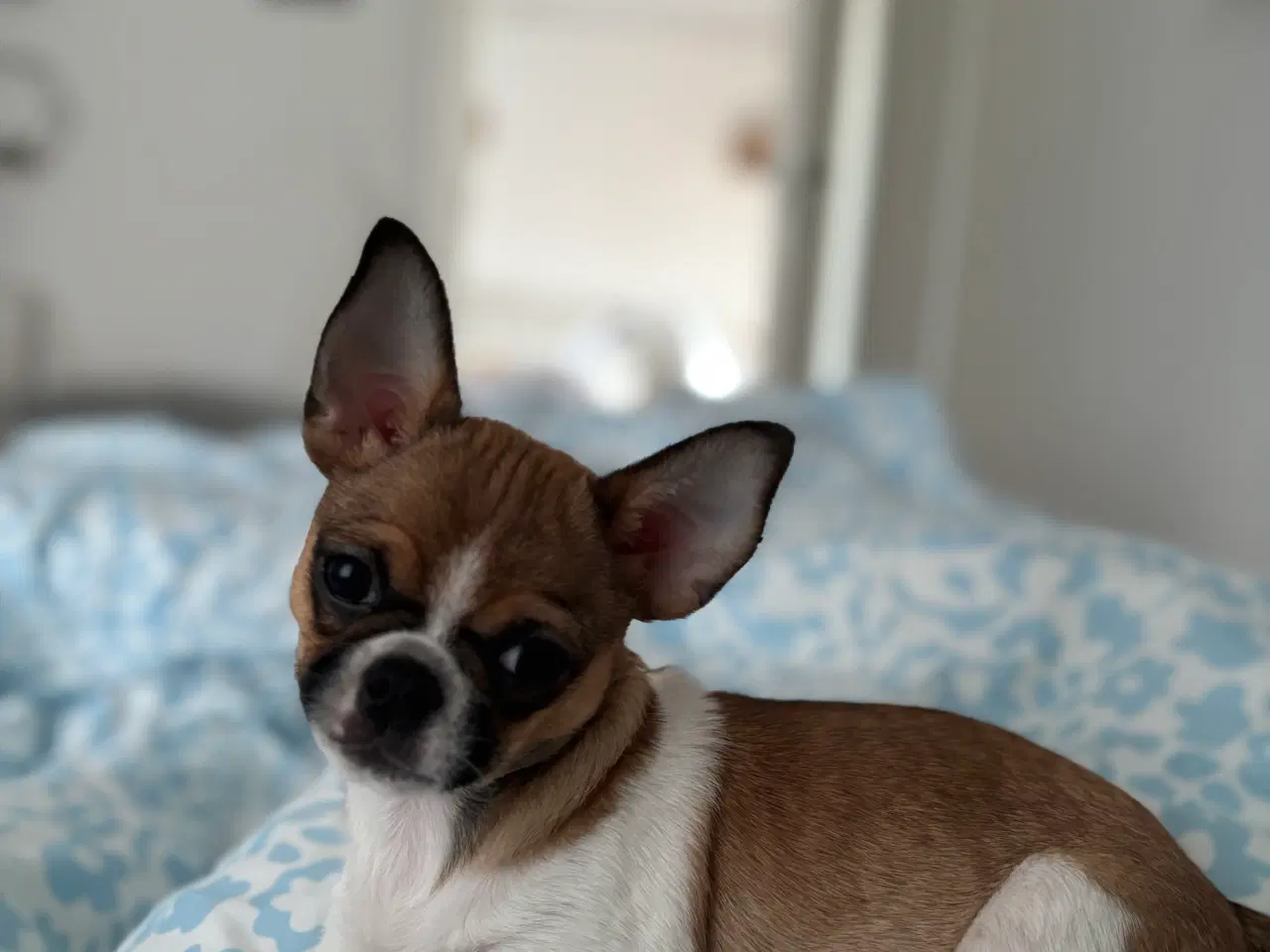 Billede 12 - Dejlig hanhund tilbydes til avl. 