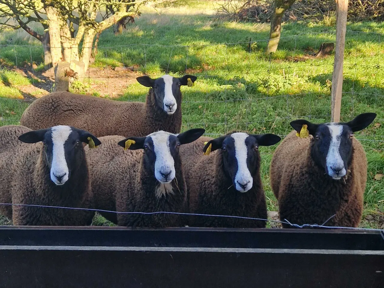 Billede 5 - Zwartsbles gimmer og vædderlam sælges M 3