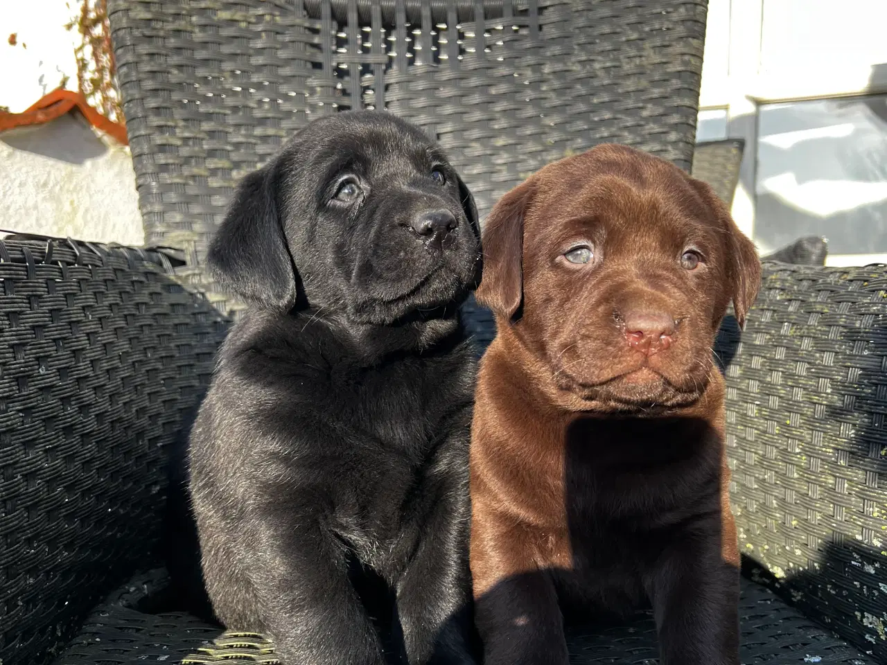 Billede 6 - Flotte labrador hvalpe