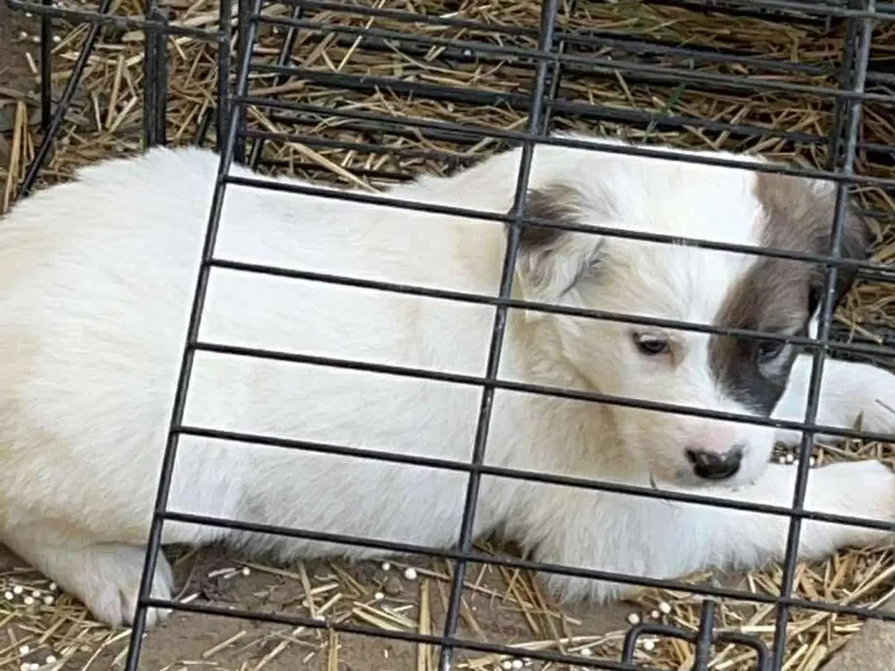 Billede 3 - Blitz søger sin egen familie❤️