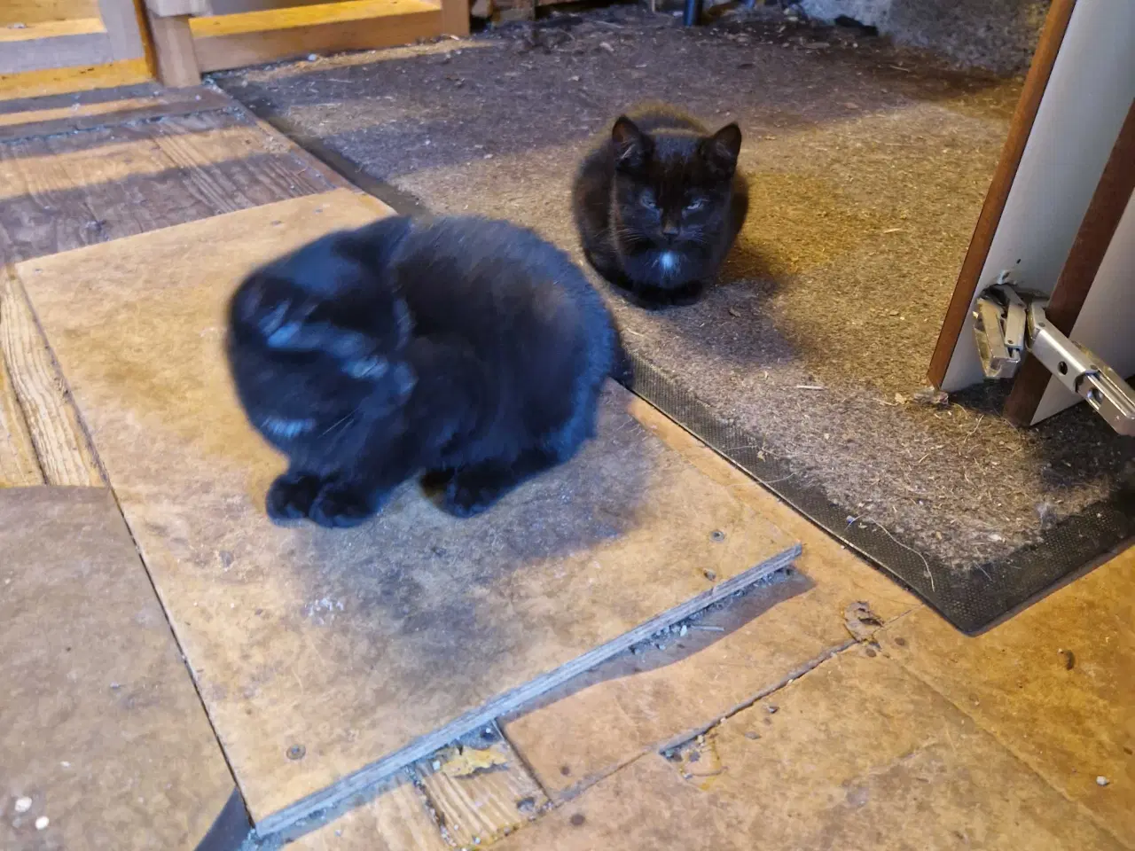 Billede 4 - Smukke killinger 