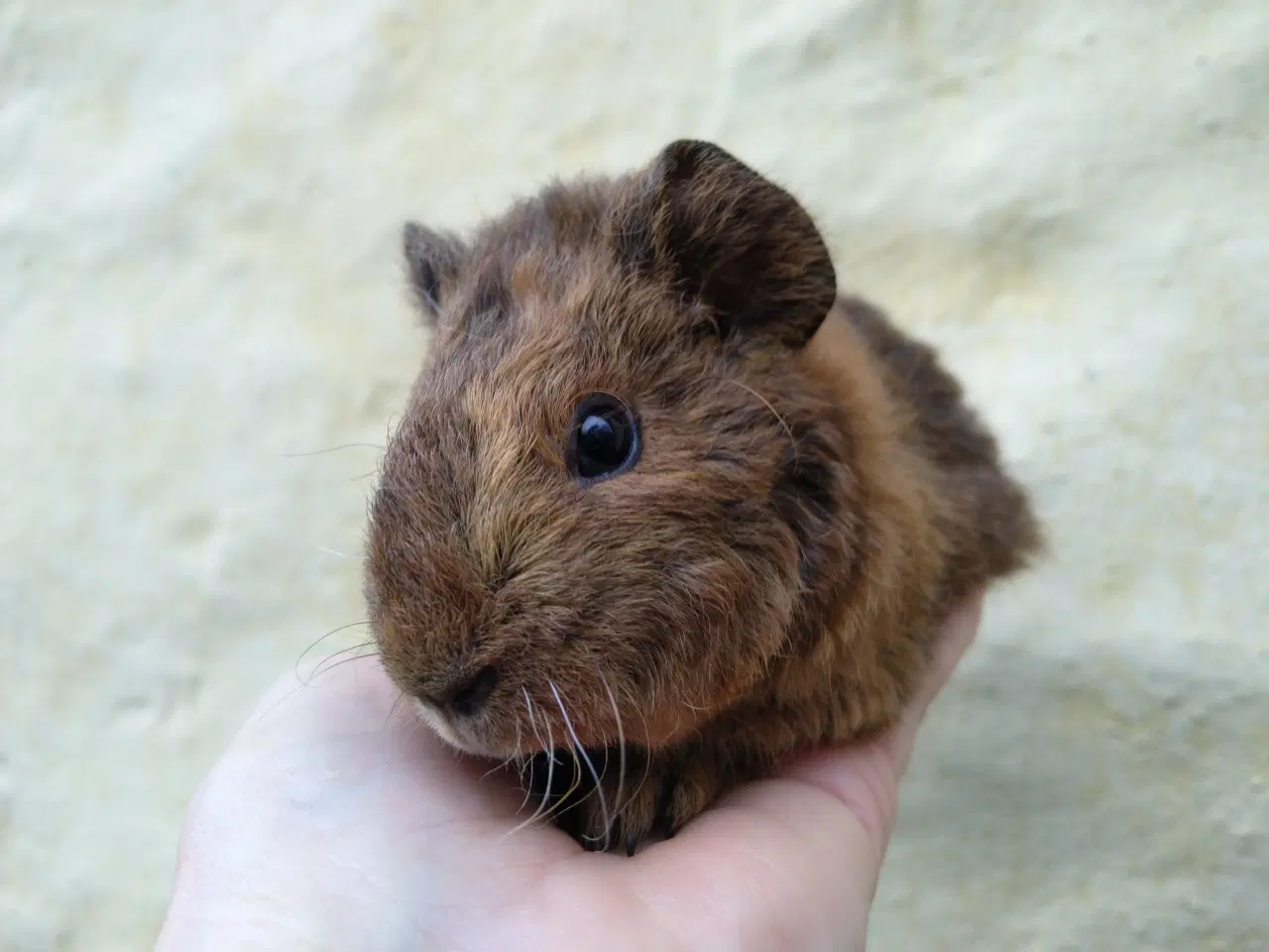 Billede 2 - 2 Teddy brødre 