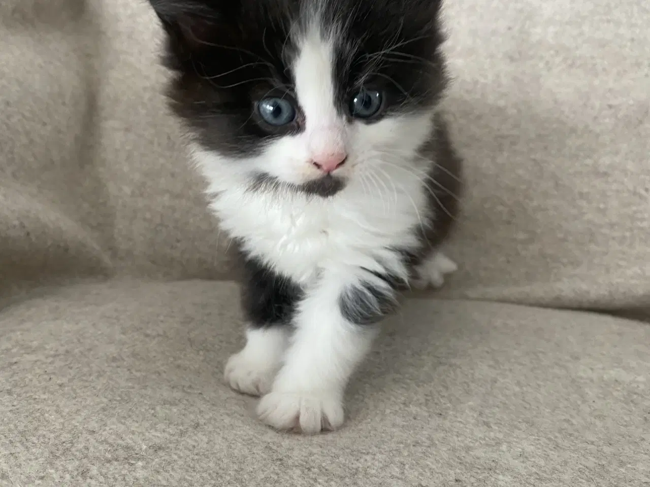 Billede 3 - Main Coon killinger