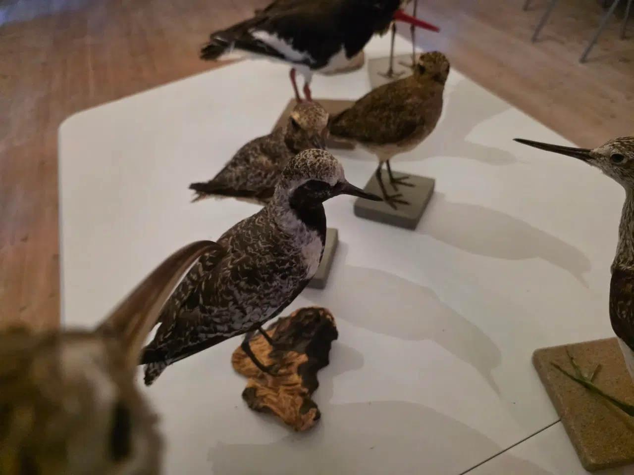 Billede 13 - Vadefugle, sælges samlet eller hver for sig