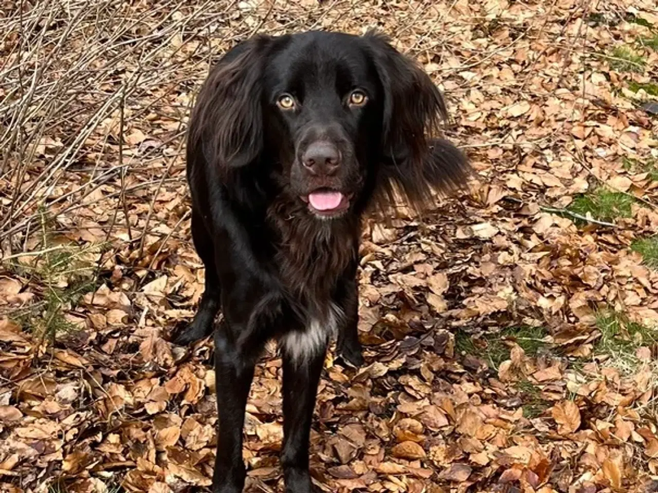 Billede 2 - Tysk langhåret hønsehund (han) for parring