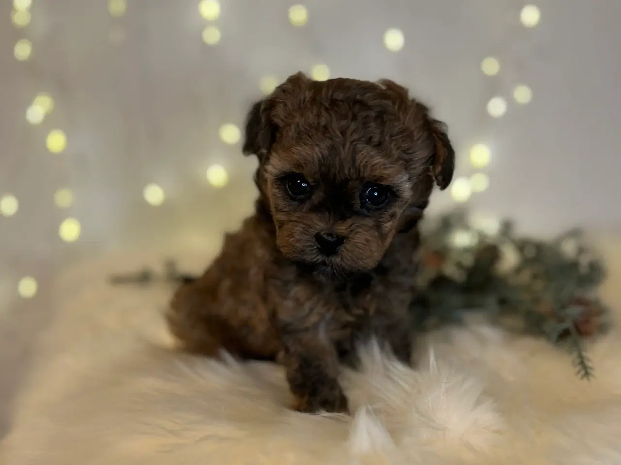 Billede 6 - Pomapoo f1b