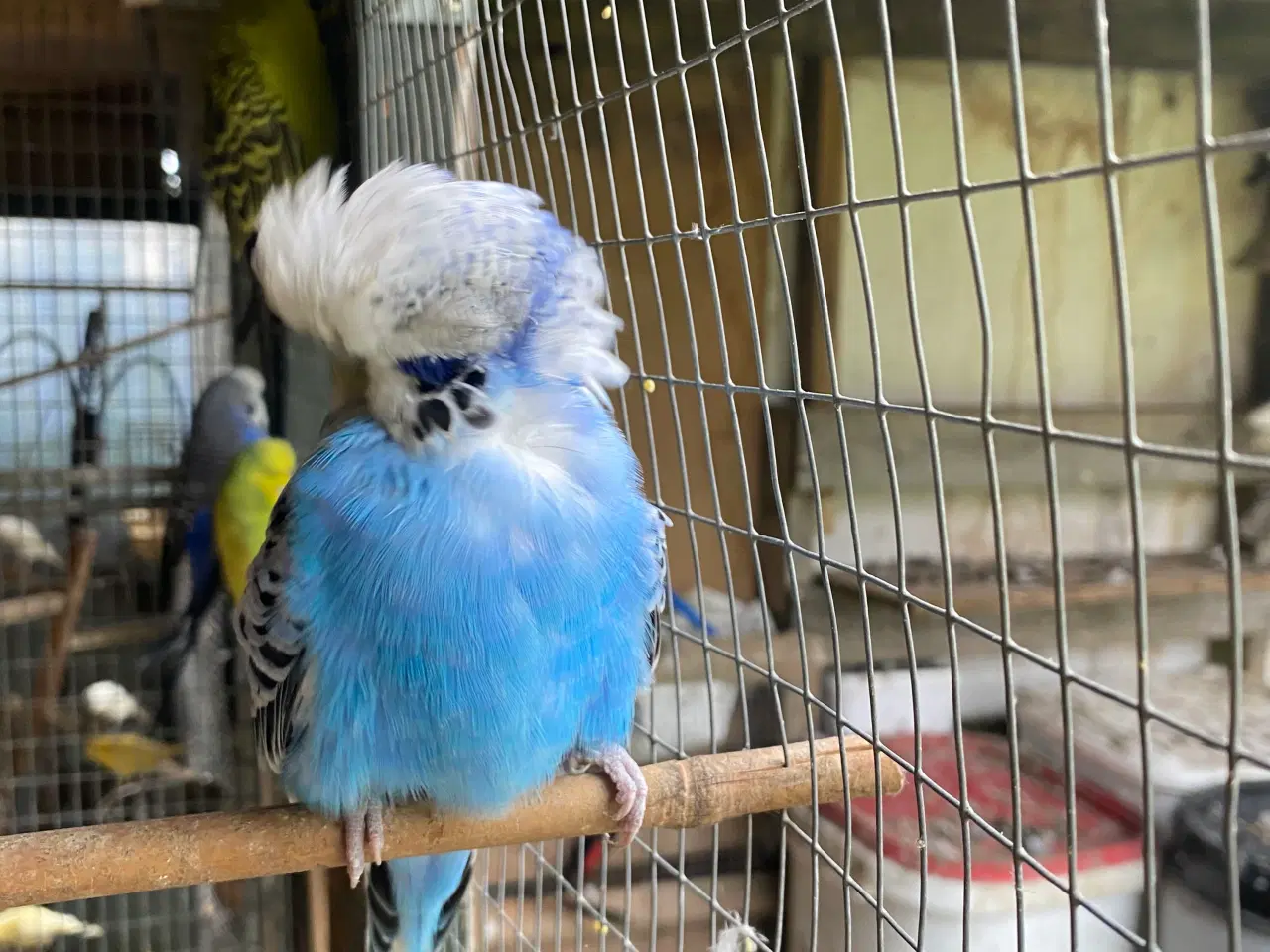 Billede 17 - Kanariefugl 