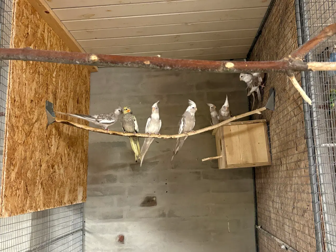 Billede 7 - Mange flotte nymferparekitter alder fra 7/14 måned