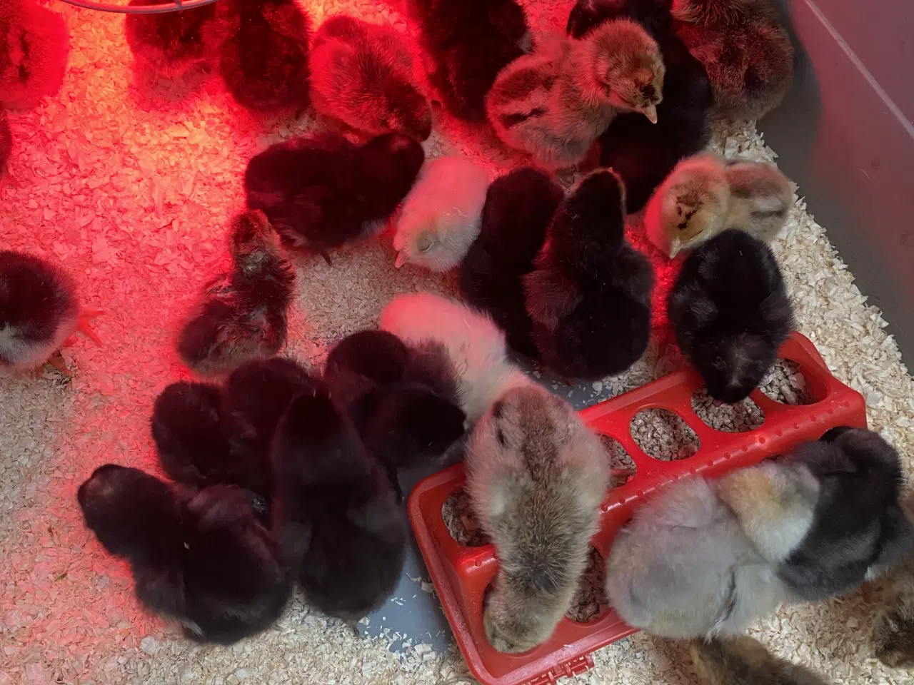 Billede 3 - Rugeæg i mange farver fra blandet hønseflok