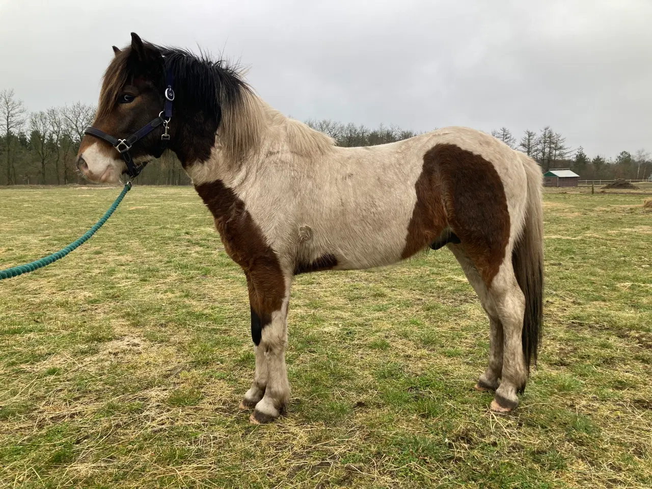 Billede 4 - Islænder hingst/vallak 3 år til sommer