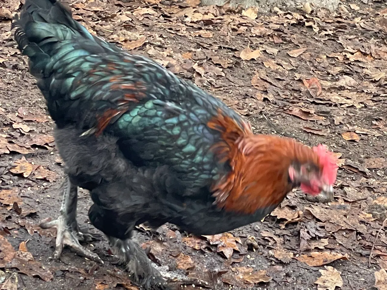 Billede 2 - Sort kobber maran haner