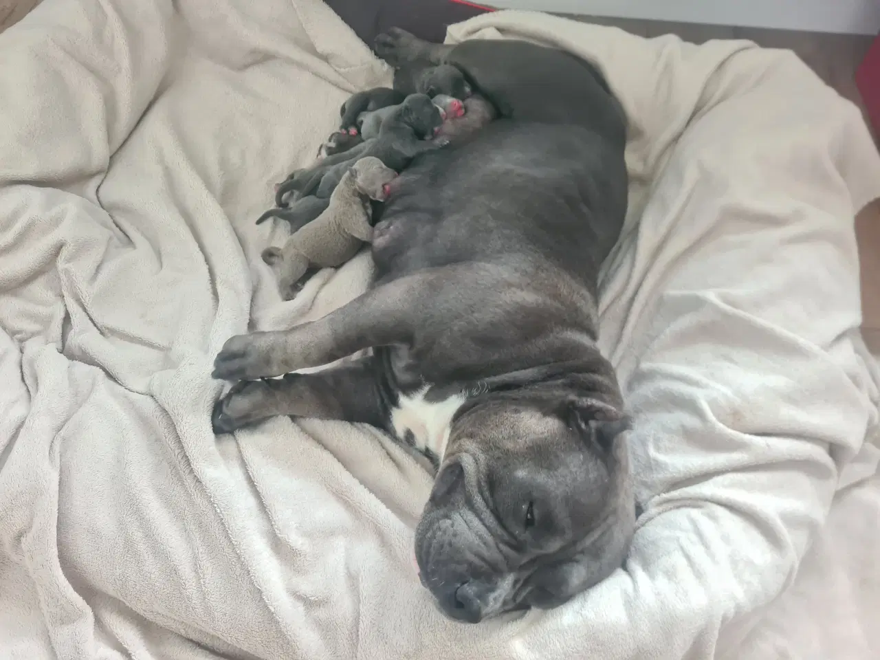 Billede 14 - Blu Dreng Abkc American Bully 