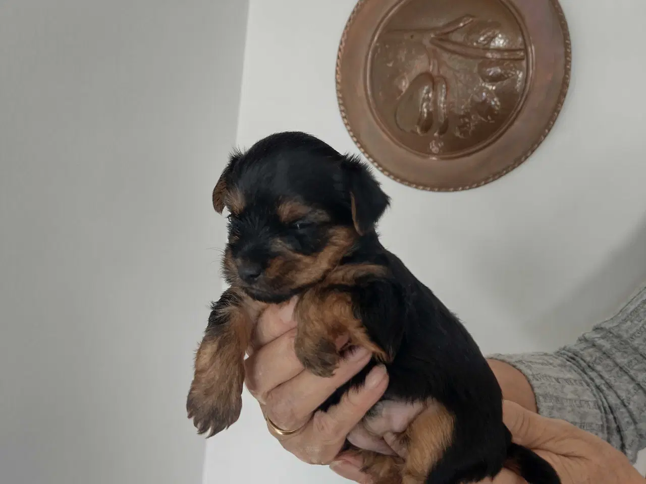 Billede 5 - Yorkshire Terrier hvalpe