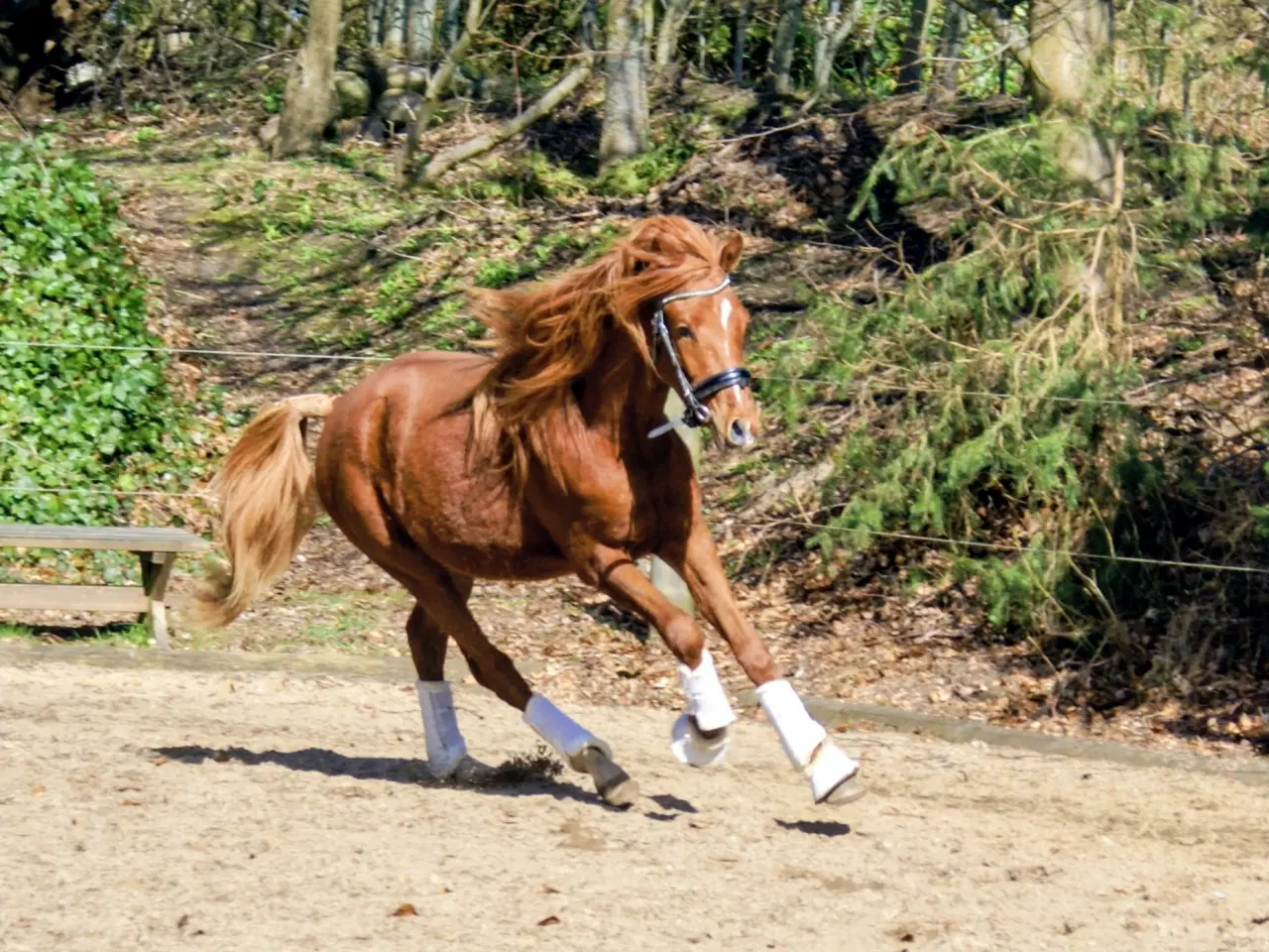 Billede 3 - Dansk Sports pony ( kat 1)