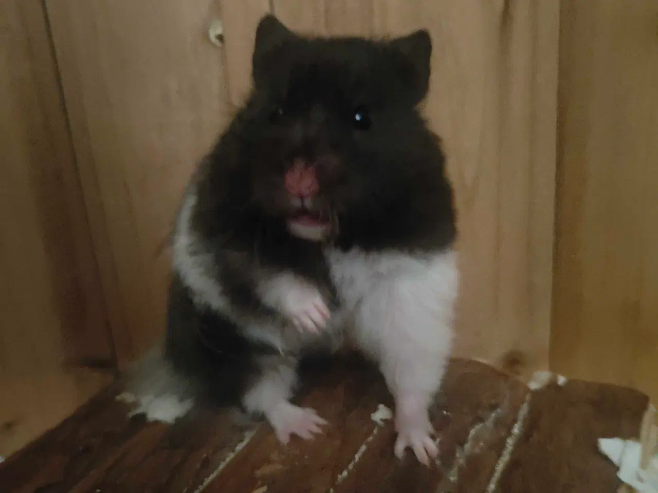 Billede 2 - Guldhamster pige 