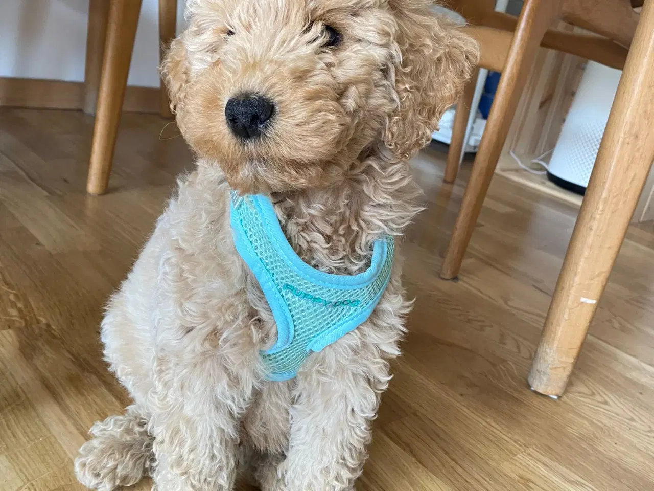 Billede 6 - Goldendoodle/Labradoodle