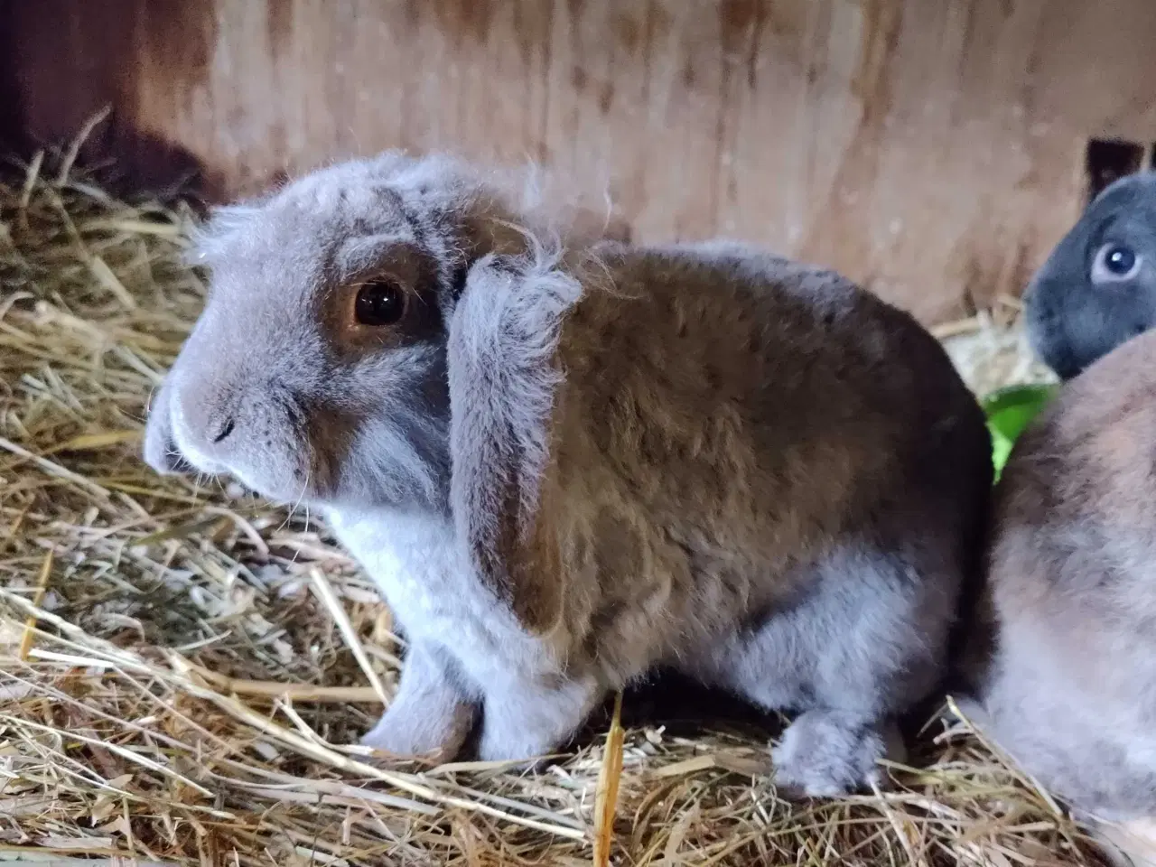 Billede 1 - Dværgvædder hanner, oplagt til avl