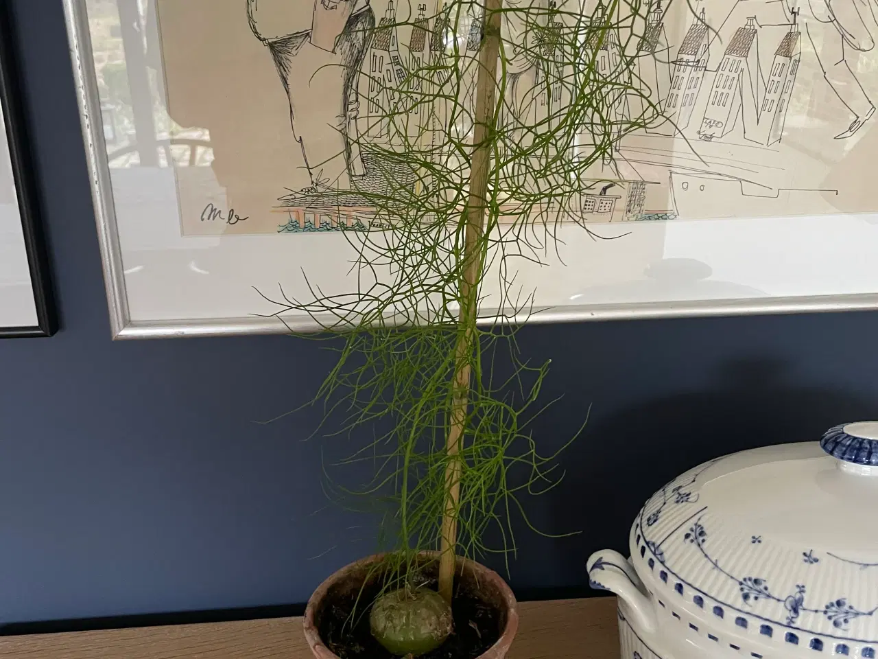 Billede 3 - Boweia volublis, hvidkål med aspagus