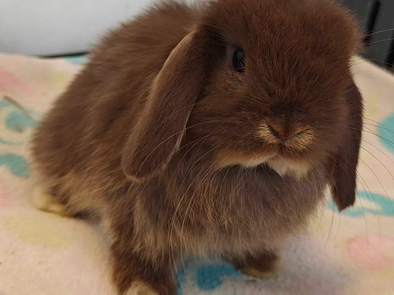 Billede 11 - Minilop