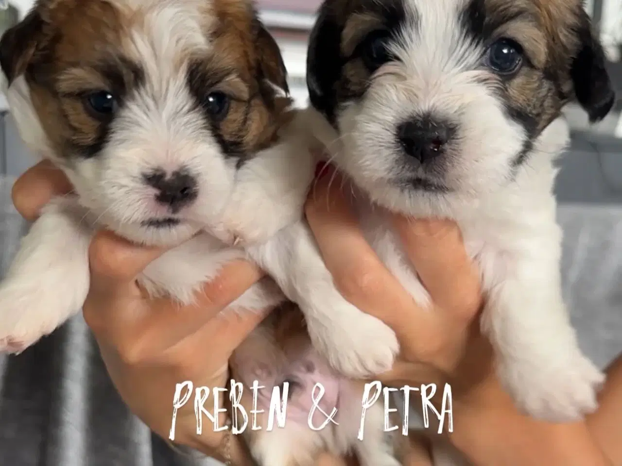 Billede 3 - Jack Russel-Bichon Havanais hvalpe