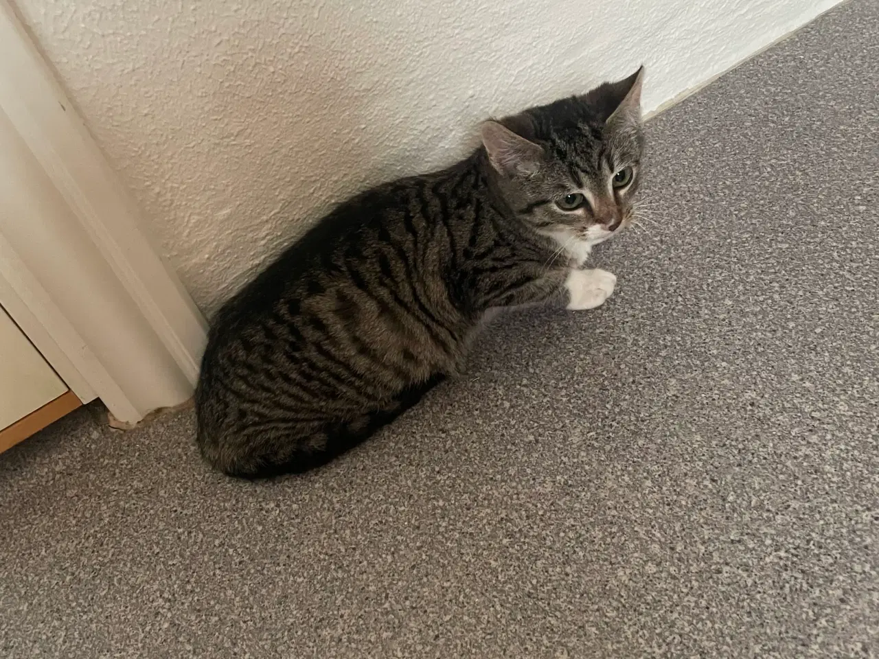 Billede 2 - Kattekilling hun 5 måneder