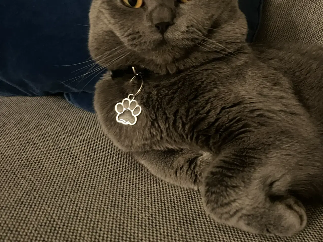 Billede 2 - Han kat britisk shorthair