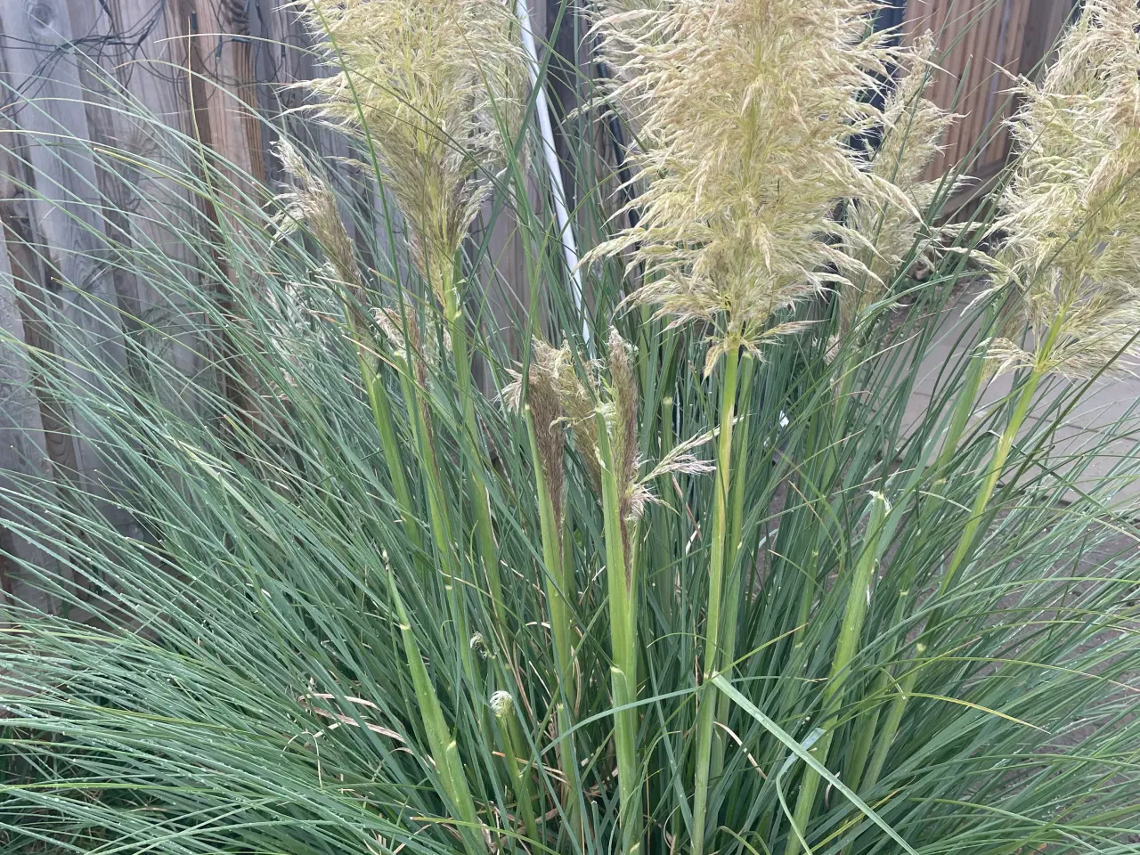 Billede 3 - Boligbytte, rækkehus i søborg